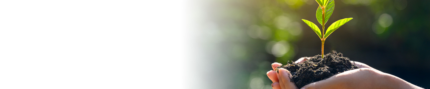 hand holding sapling and dirt